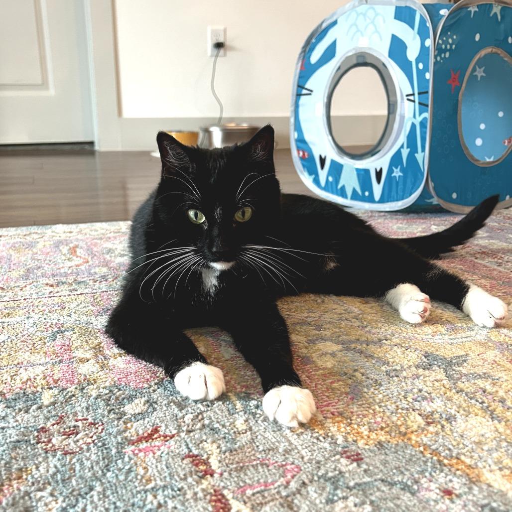 Enlarge Lily *DECLAWED*, a Adoptable Domestic Short Hair in Fort Worth, TX image 1/5