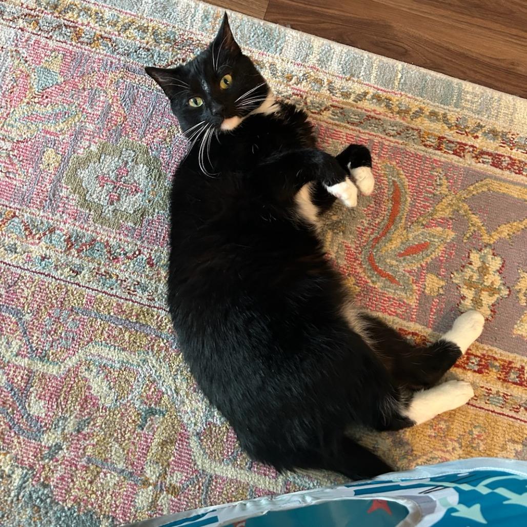 Enlarge Lily *DECLAWED*, a Adoptable Domestic Short Hair in Fort Worth, TX image 2/5