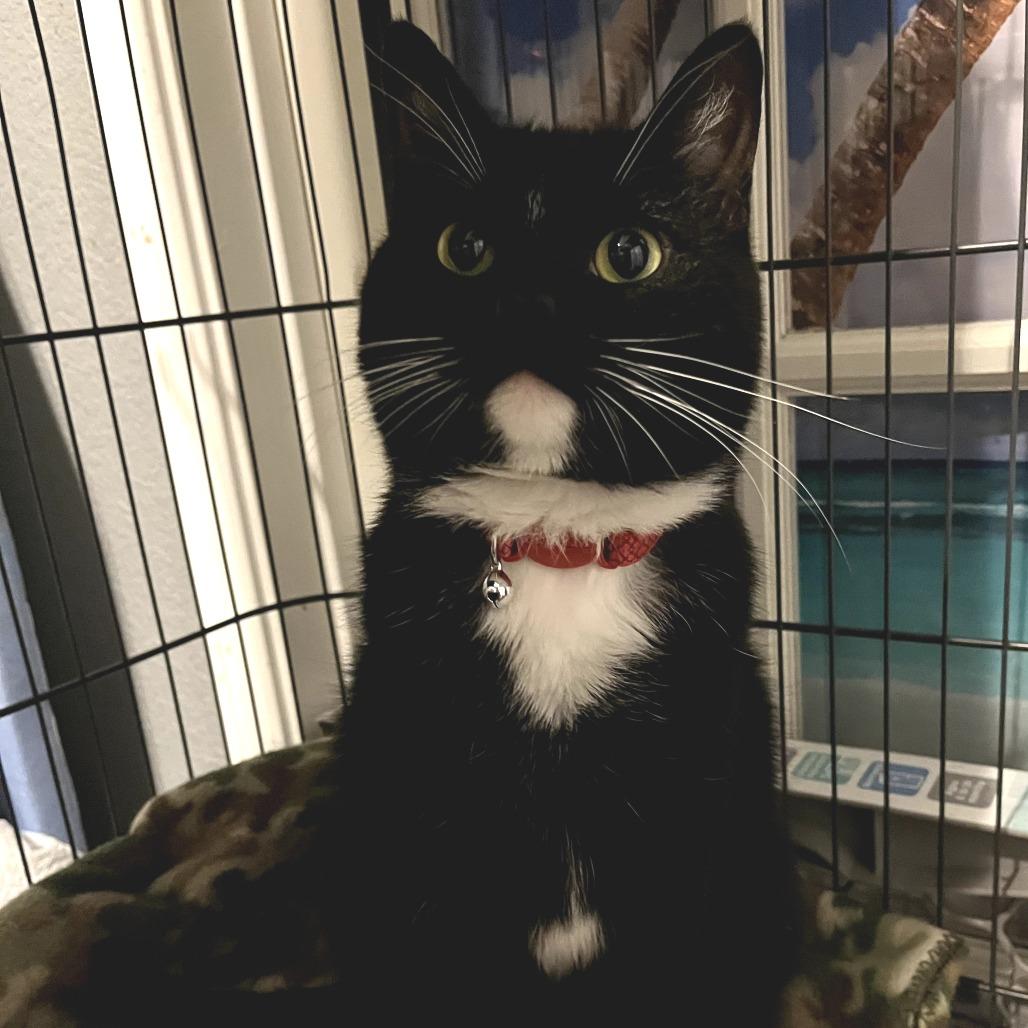 Lily *DECLAWED*, Adoptable, Adult Female Domestic Short Hair.