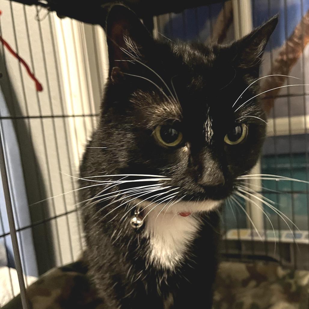 Lily *DECLAWED*, a Adoptable Domestic Short Hair in Fort Worth, TX image 2/3