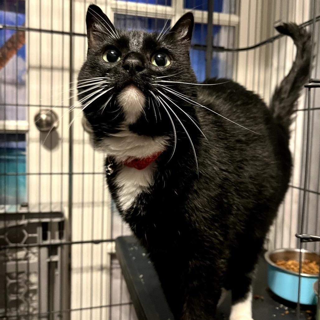 Lily *DECLAWED*, a Adoptable Domestic Short Hair in Fort Worth, TX image 3/3