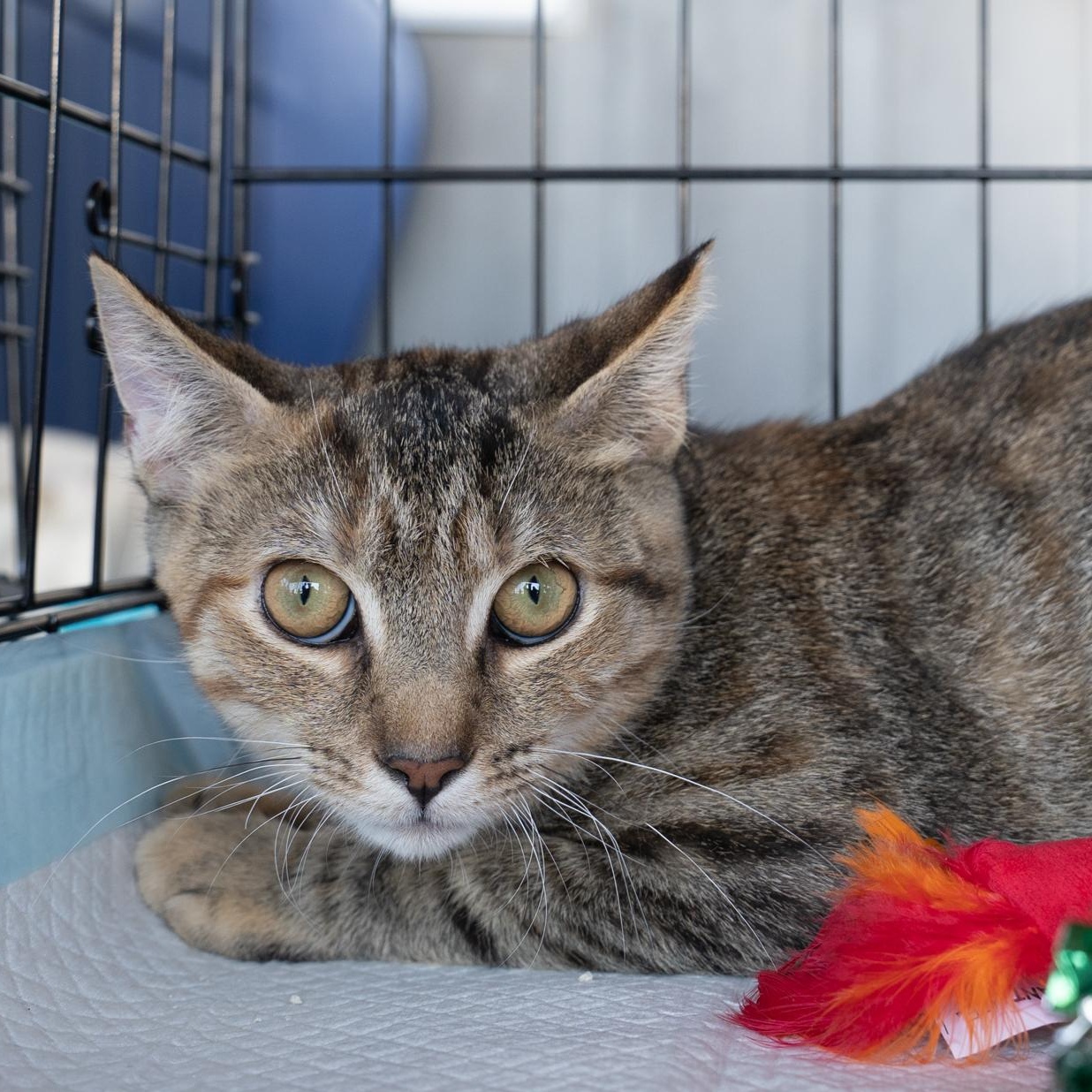 Busy, a Adoptable Domestic Short Hair in Bridgeport, CT image 3/3
