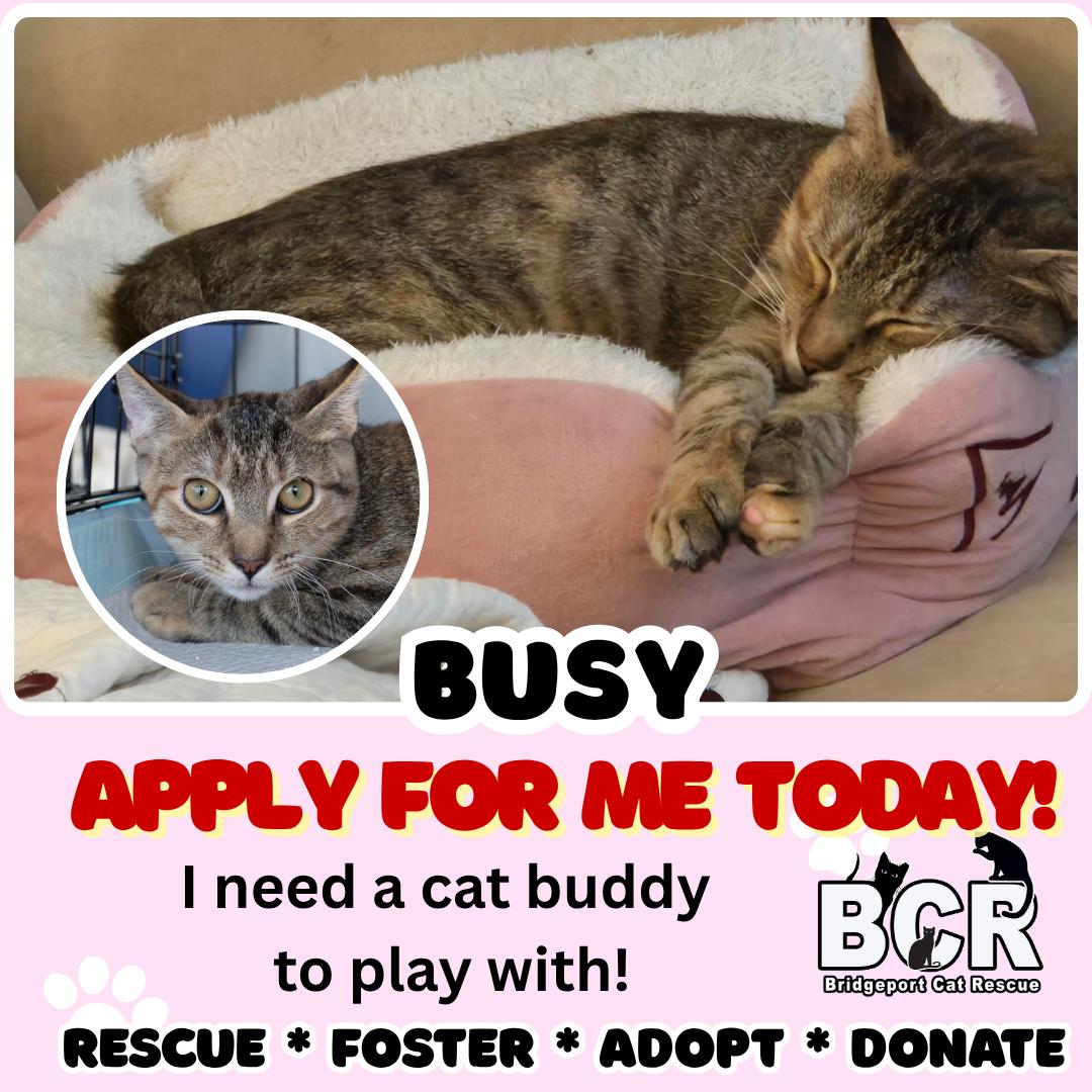 Busy, Adoptable, Young Female Domestic Short Hair.