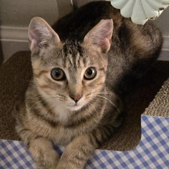 Busy, a Adoptable Domestic Short Hair in Bridgeport, CT image 2/3