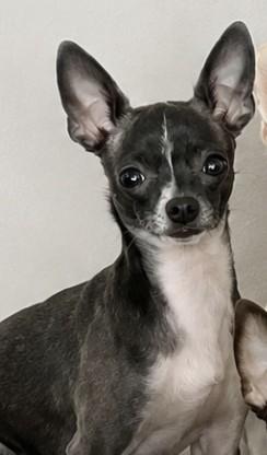 Mittens, Adopted, Adult Female Chihuahua.