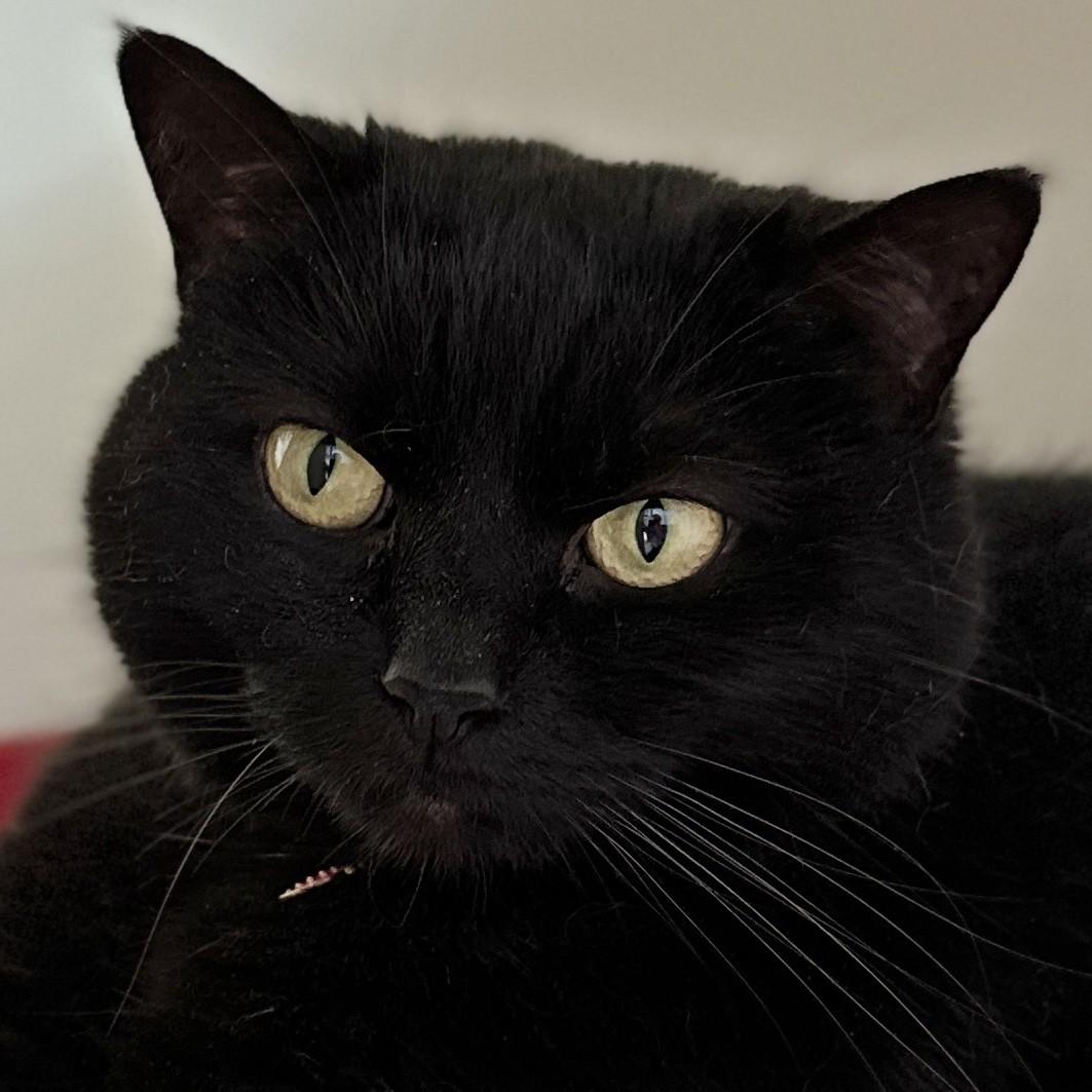 Juno, Adoptable, Senior Female Domestic Short Hair.