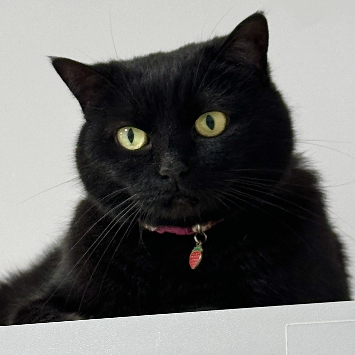 Juno, Adoptable, Senior Female Domestic Short Hair.