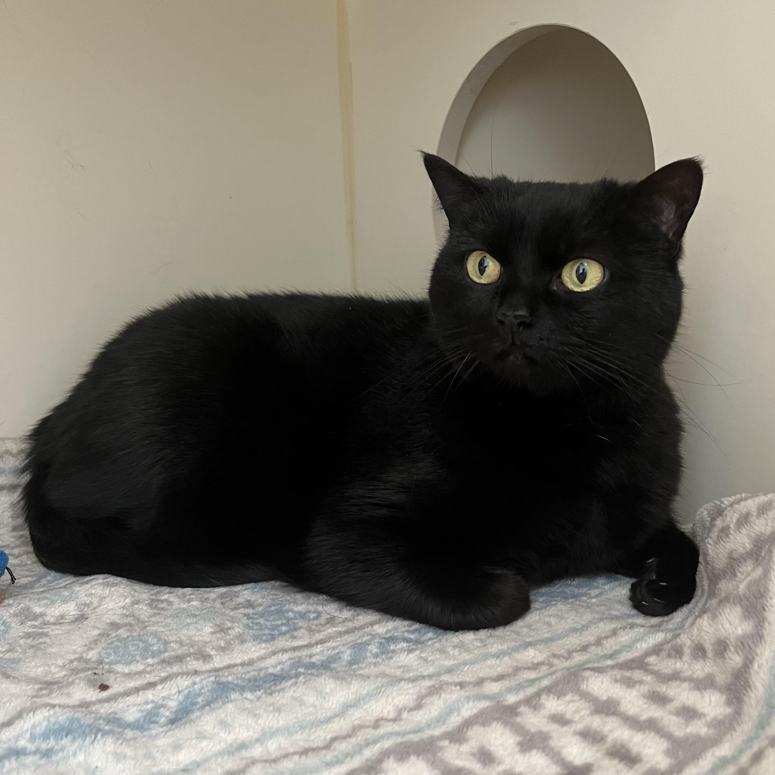 Juno, a Adoptable Domestic Short Hair in Victor, NY image 6/6