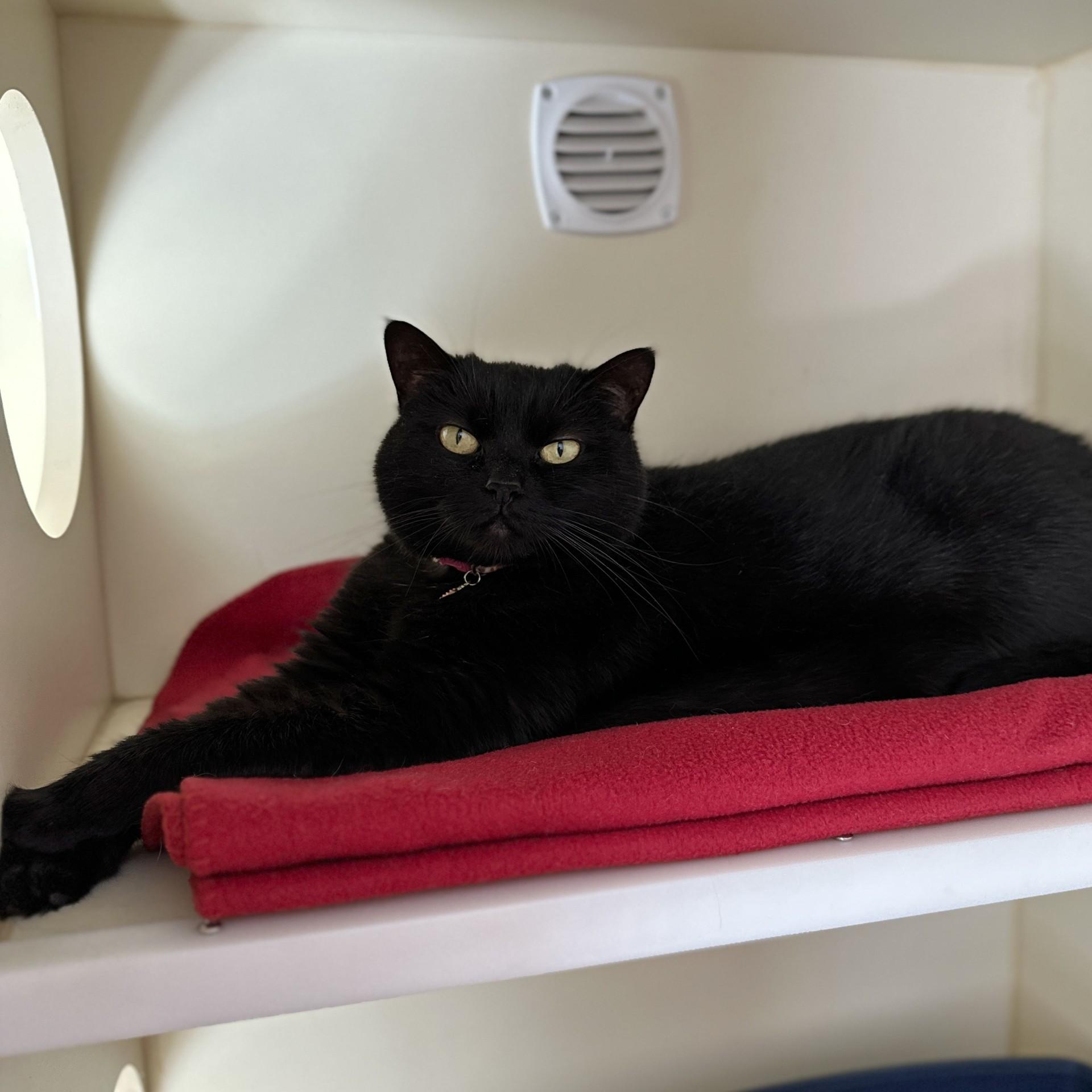 Juno, a Adoptable Domestic Short Hair in Victor, NY image 5/6