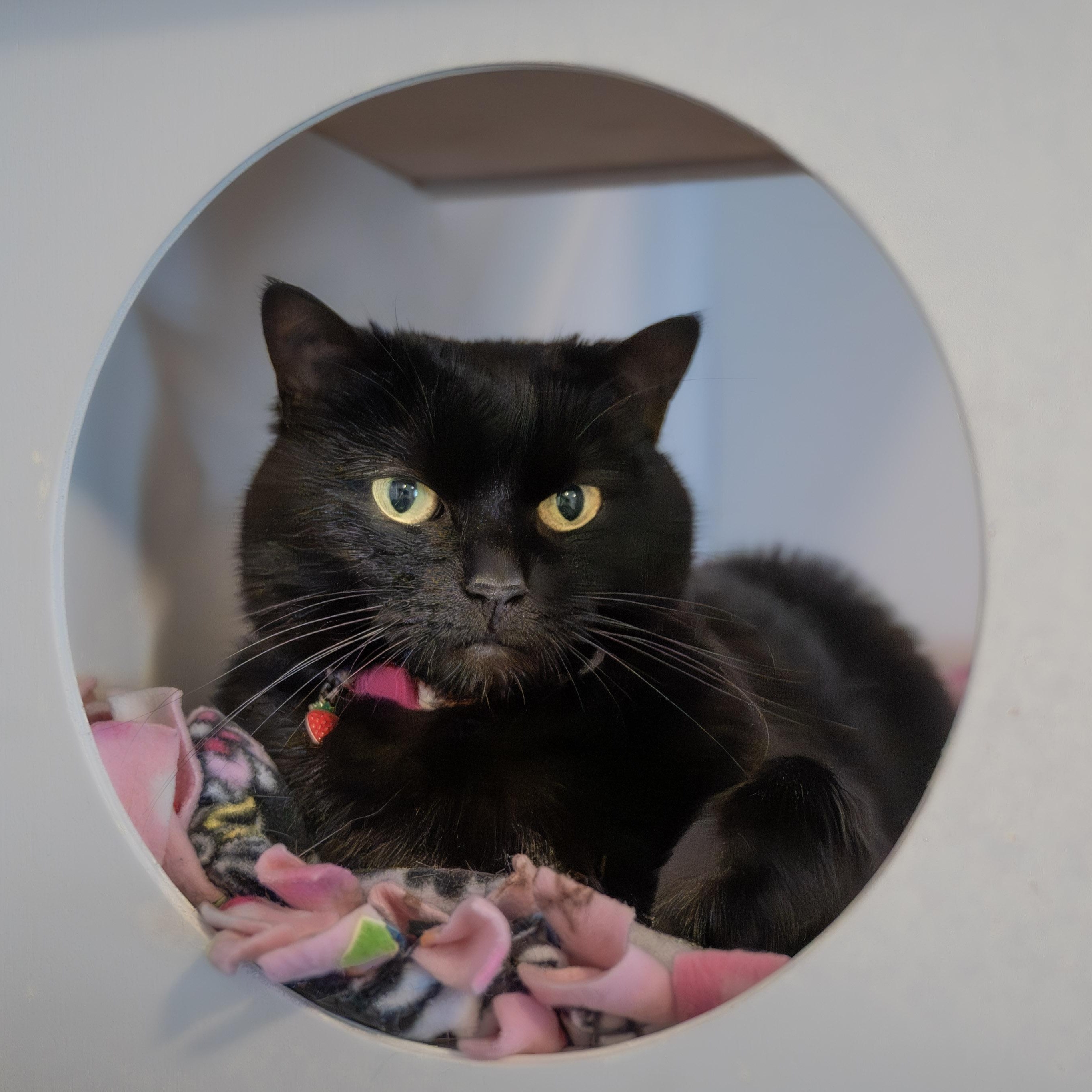 Juno, a Adoptable Domestic Short Hair in Victor, NY image 2/6