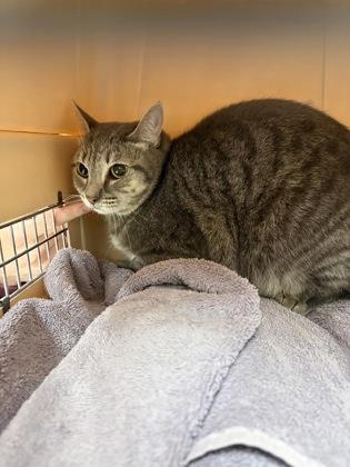 Enlarge Tootsie, a Adoptable mixed breed in Lowell, MA image 1/2