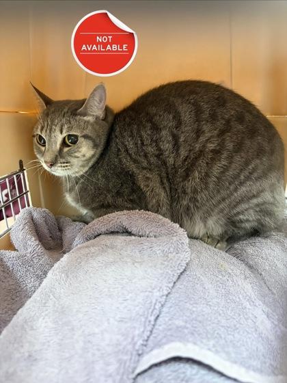 Enlarge Tootsie, a Adoptable mixed breed in Lowell, MA image 2/2