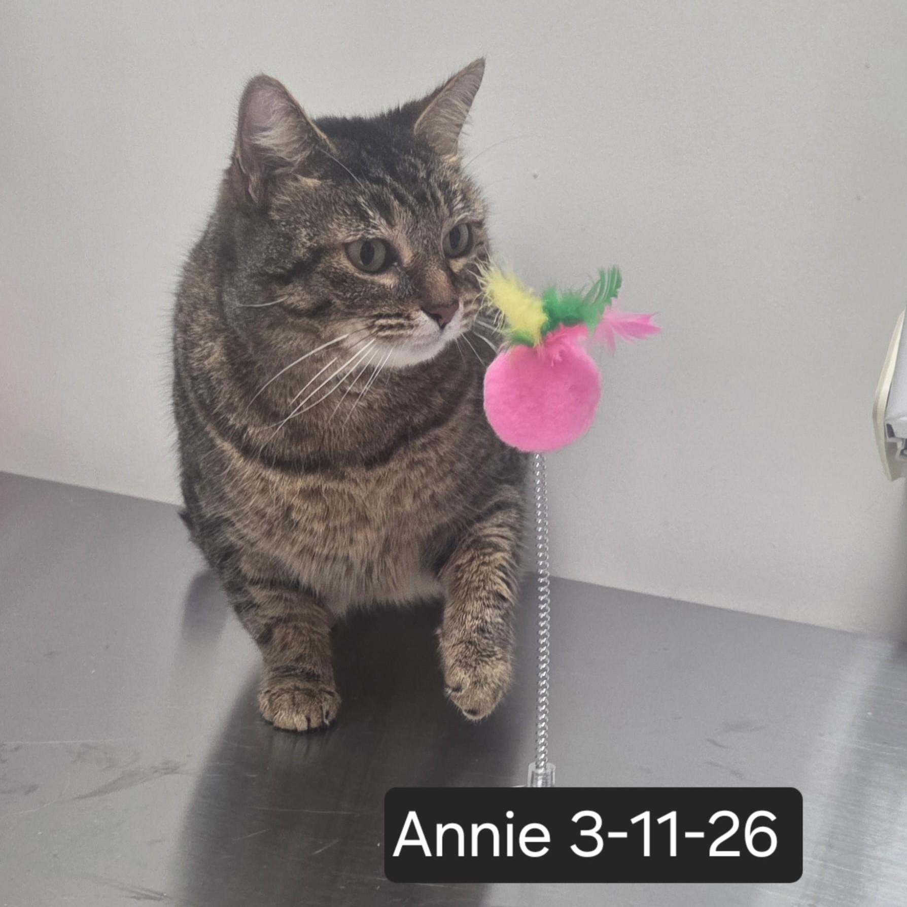 Enlarge Annie, an adopted Domestic Short Hair in SNOW HILL, NC image 1/2