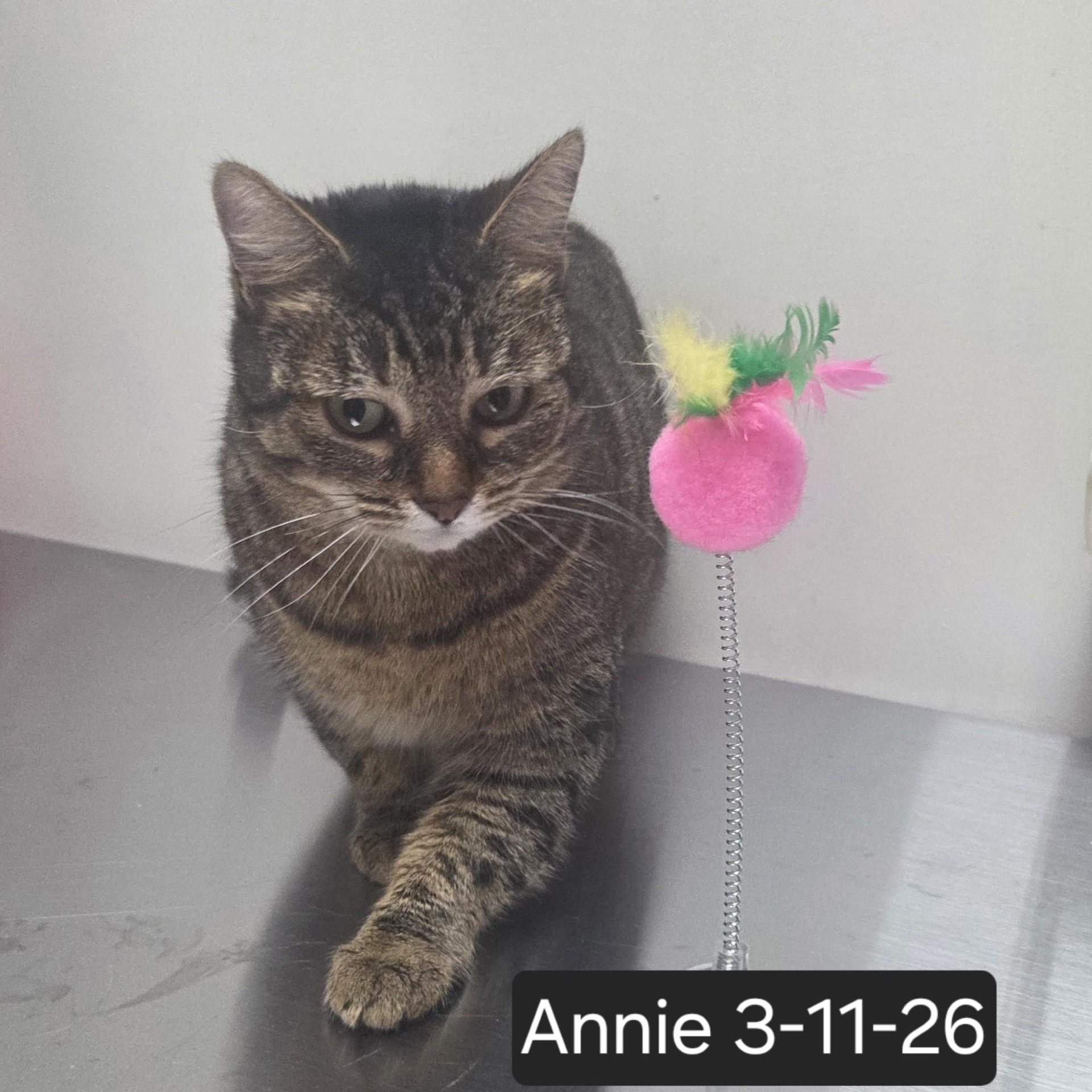 Enlarge Annie, an adopted Domestic Short Hair in SNOW HILL, NC image 2/2