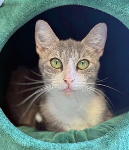 Enlarge LULU, a ADOPTABLE mixed breed in Fernandina Beach, FL image 1/3