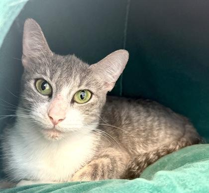 Enlarge LULU, a ADOPTABLE mixed breed in Fernandina Beach, FL image 2/3