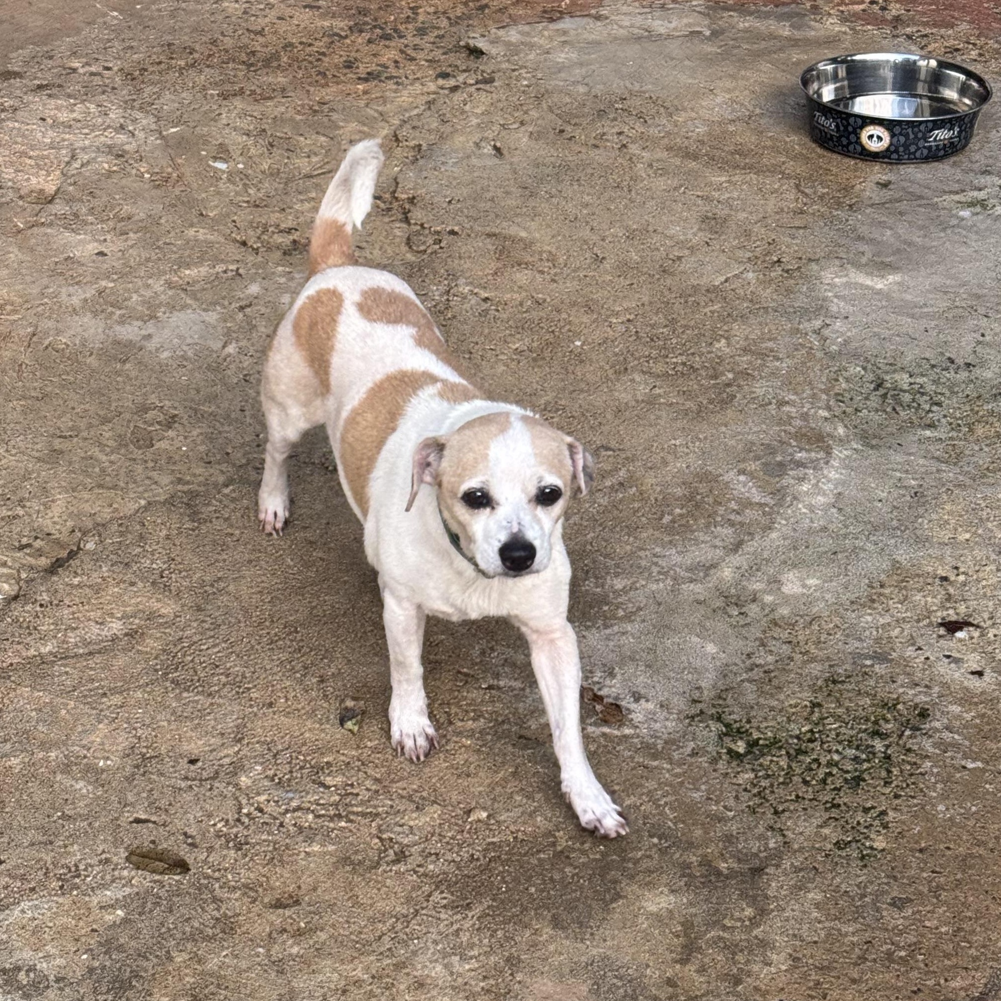Enlarge Mozart, a ADOPTABLE Chihuahua in San Juan, PR image 1/3