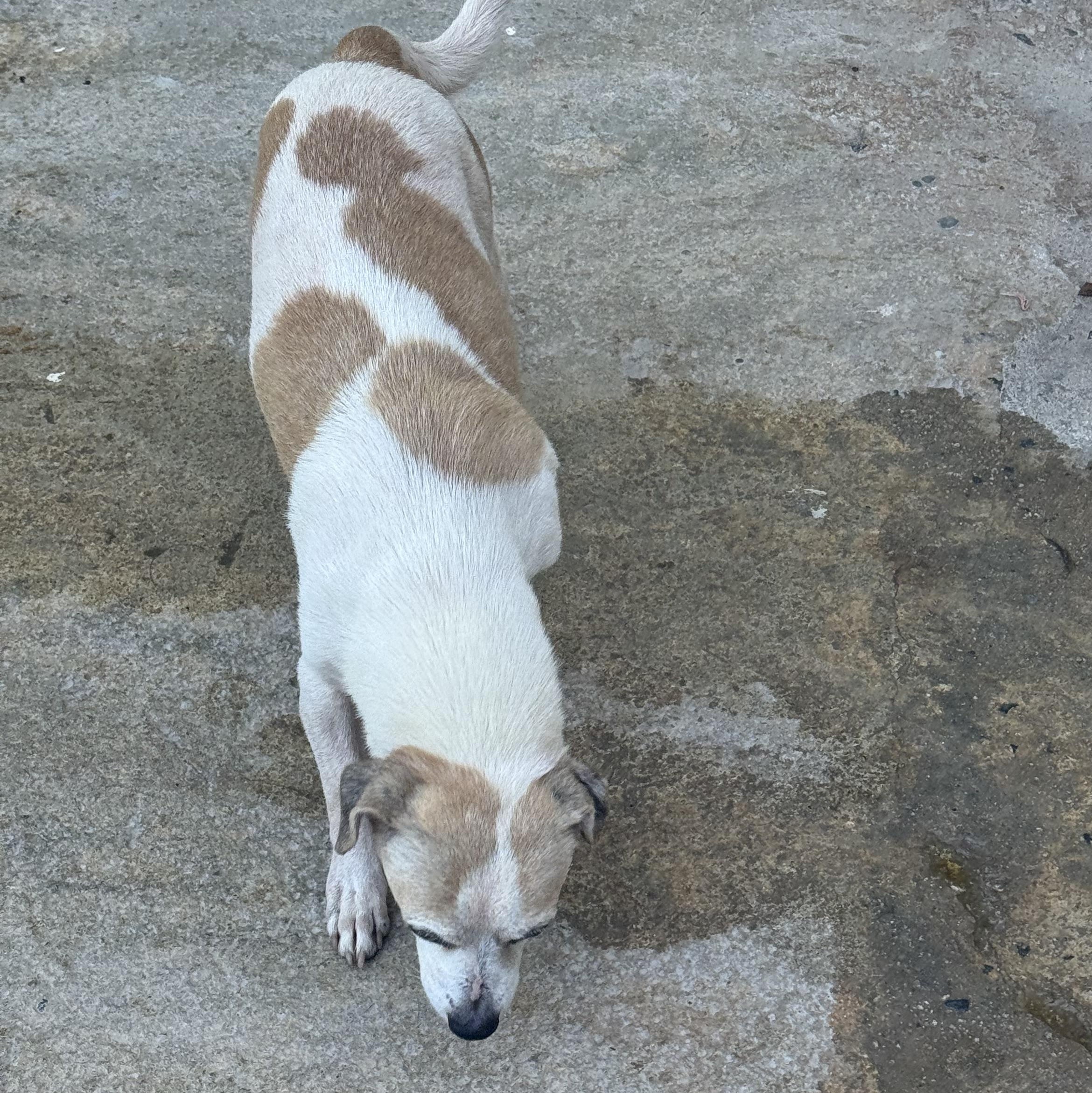 Mozart, a ADOPTABLE Chihuahua in San Juan, PR image 2/2
