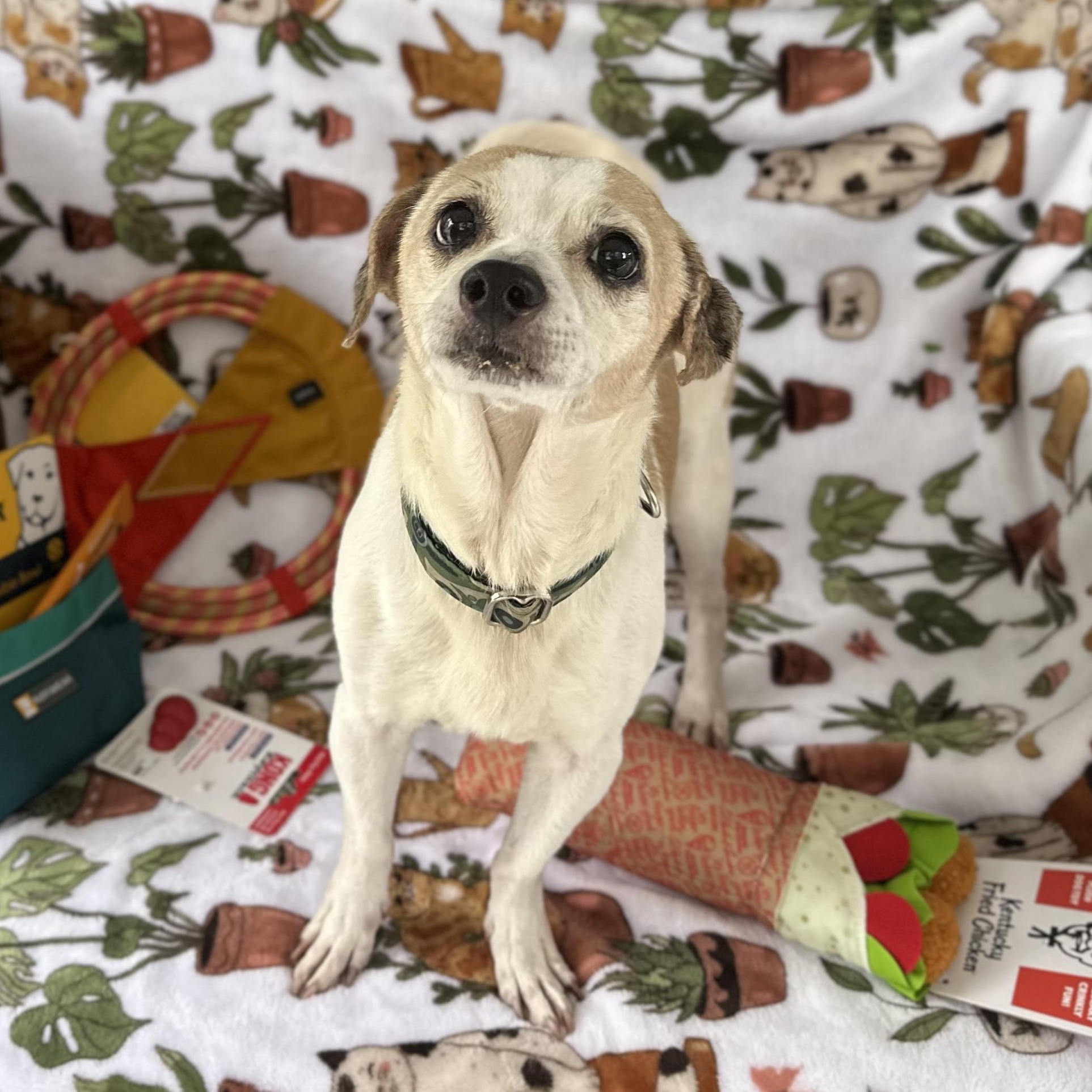 Enlarge Momo (aka Mozart), a ADOPTABLE Chihuahua in San Juan, PR image 4/4