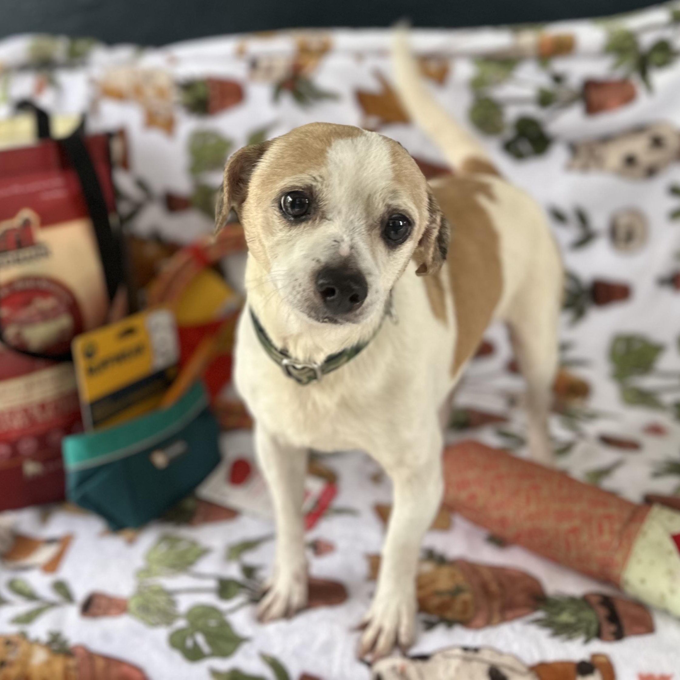 Enlarge Momo (aka Mozart), a ADOPTABLE Chihuahua in San Juan, PR image 1/4
