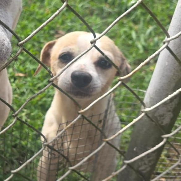 Mozart, a ADOPTABLE Chihuahua in San Juan, PR image 1/2