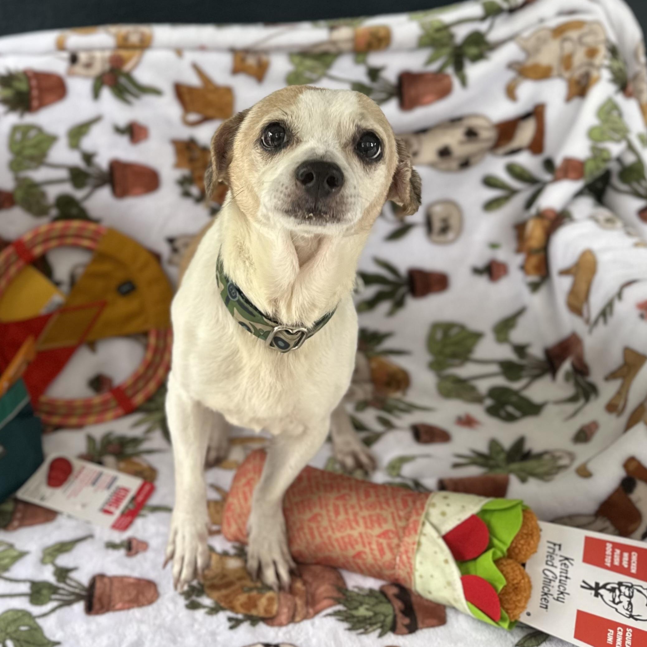 Enlarge Momo (aka Mozart), a ADOPTABLE Chihuahua in San Juan, PR image 2/4