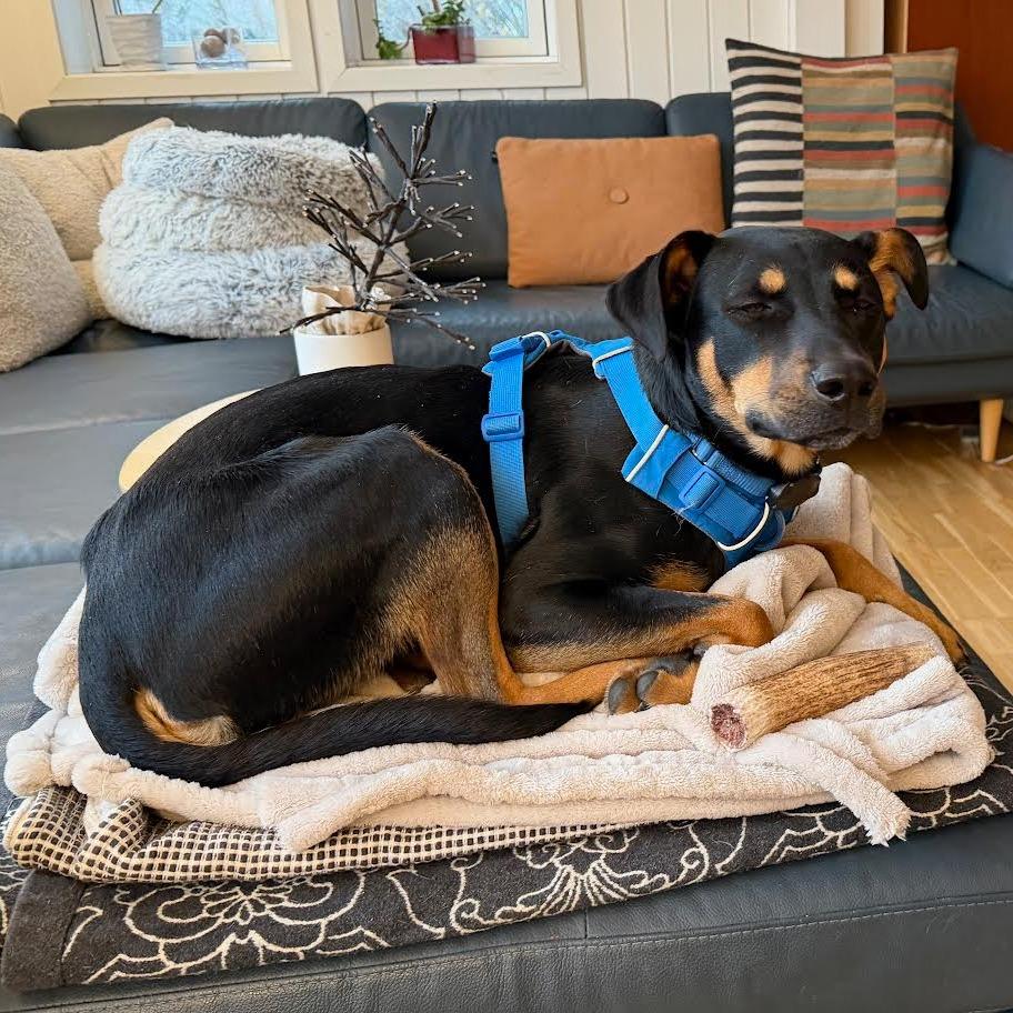 Ghee, Adoptable, Adult Male Mixed Breed.