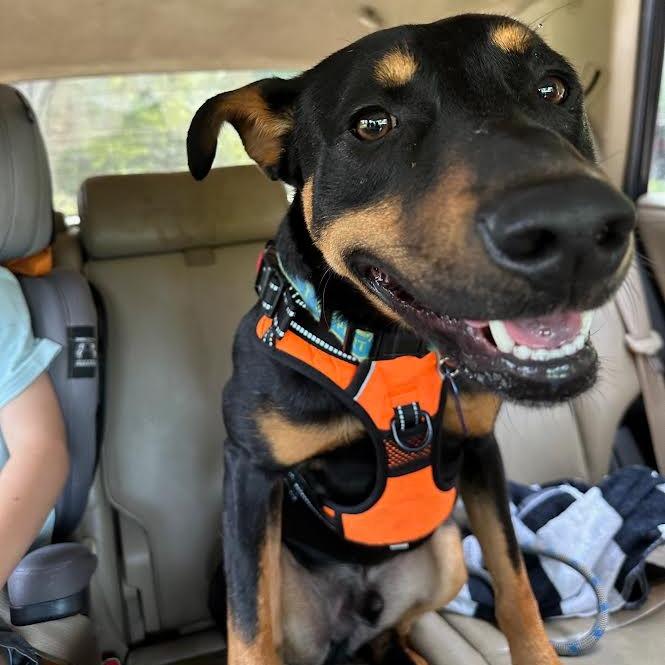 Ghee, Adoptable, Adult Male Mixed Breed.