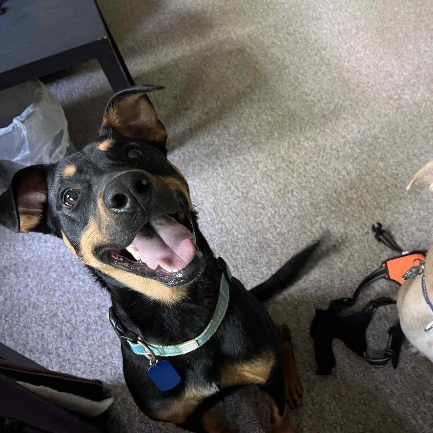 Ghee, a Adoptable Mixed Breed in Madison, WI image 2/6