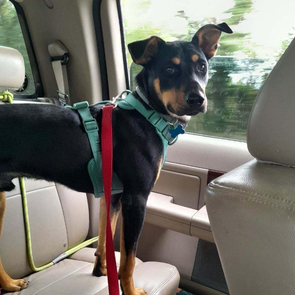 Ghee, a Adoptable Mixed Breed in Madison, WI image 3/6