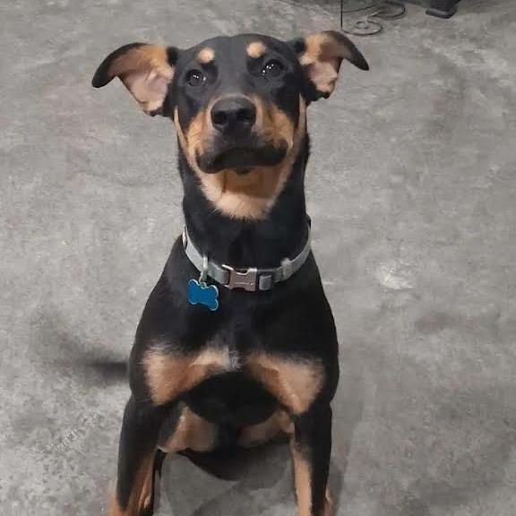 Ghee, a Adoptable Mixed Breed in Madison, WI image 4/6