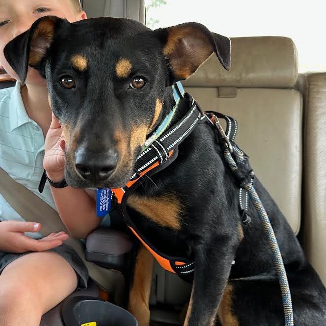 Enlarge Ghee, a Adoptable Mixed Breed in Madison, WI image 6/6