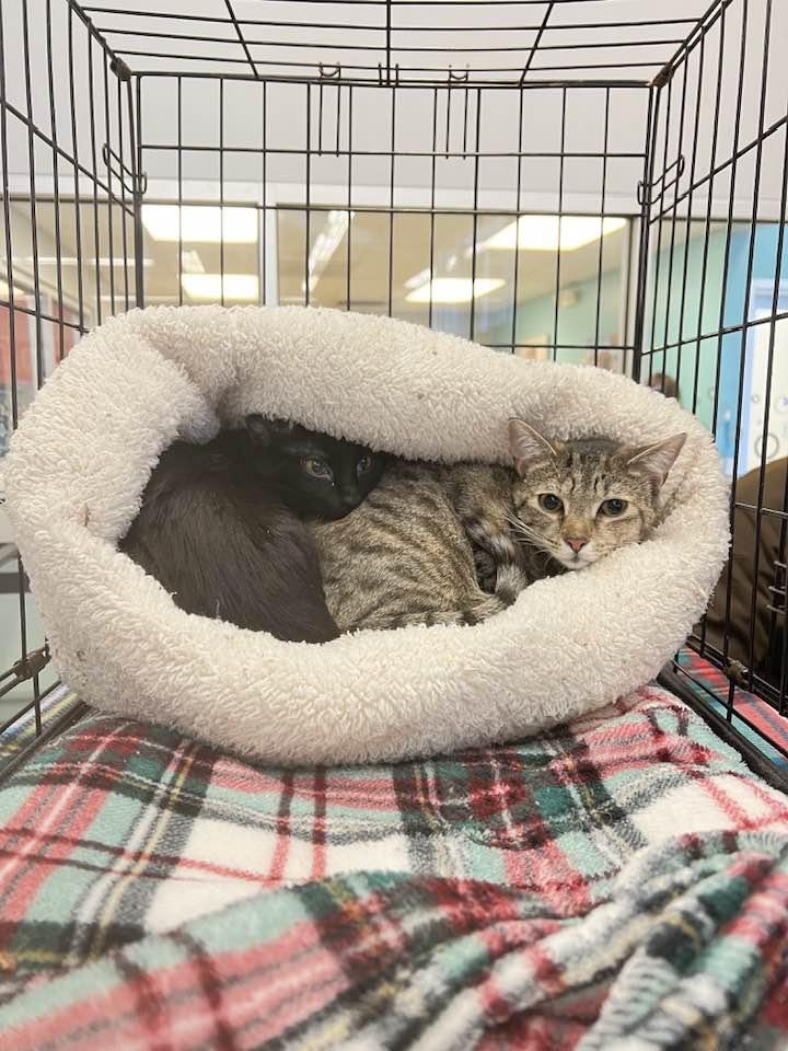 Elsa & Anna, Adoptable, Young Female Domestic Short Hair.