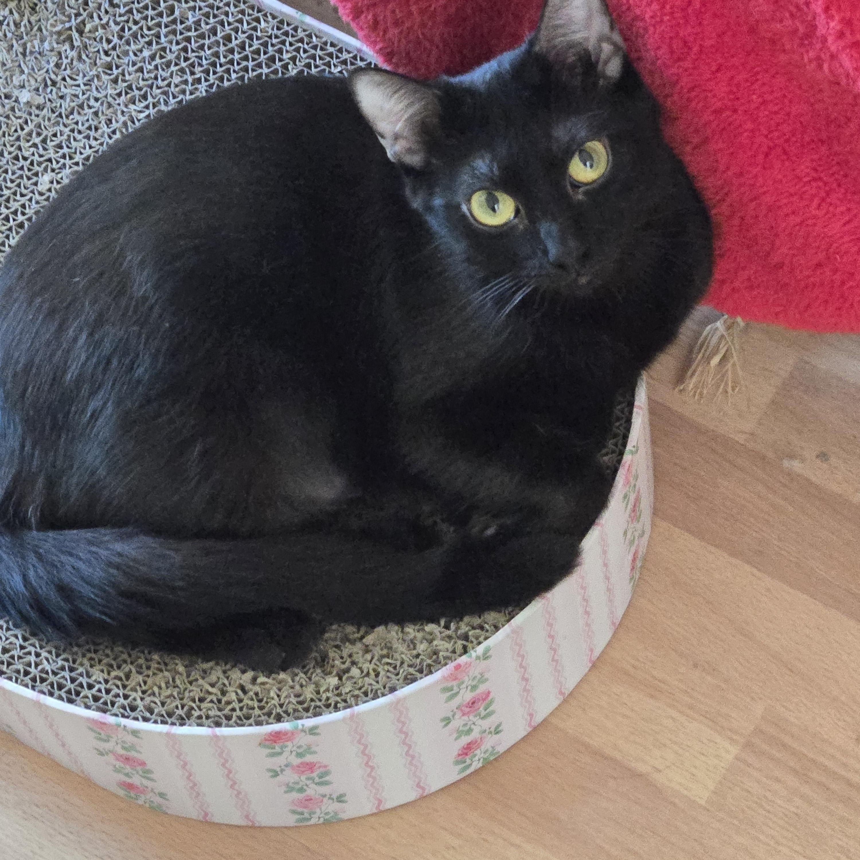 Enlarge Denise , a ADOPTABLE mixed breed in Redondo Beach, CA image 2/5