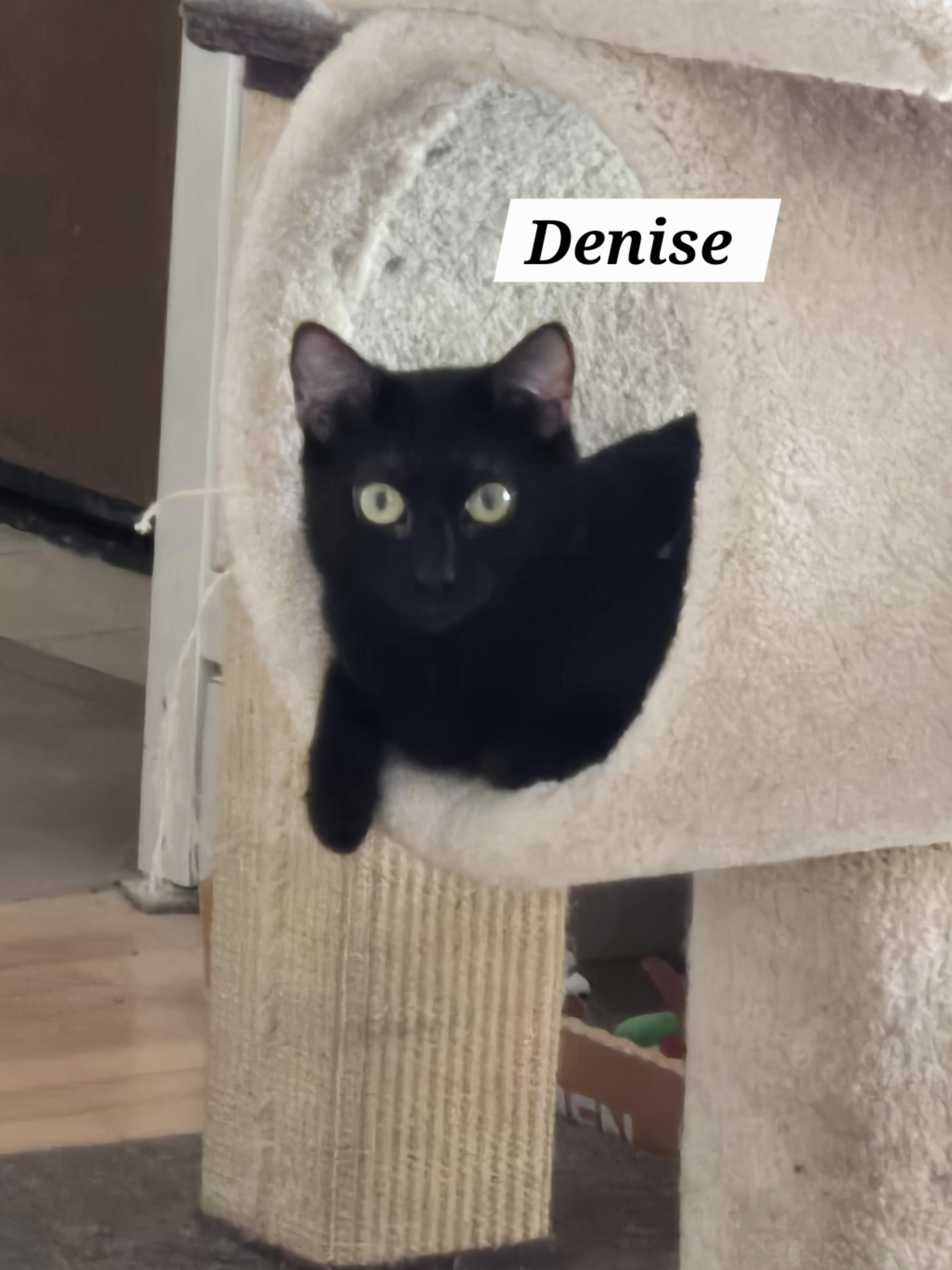 Denise , ADOPTABLE, Young Female Bombay.