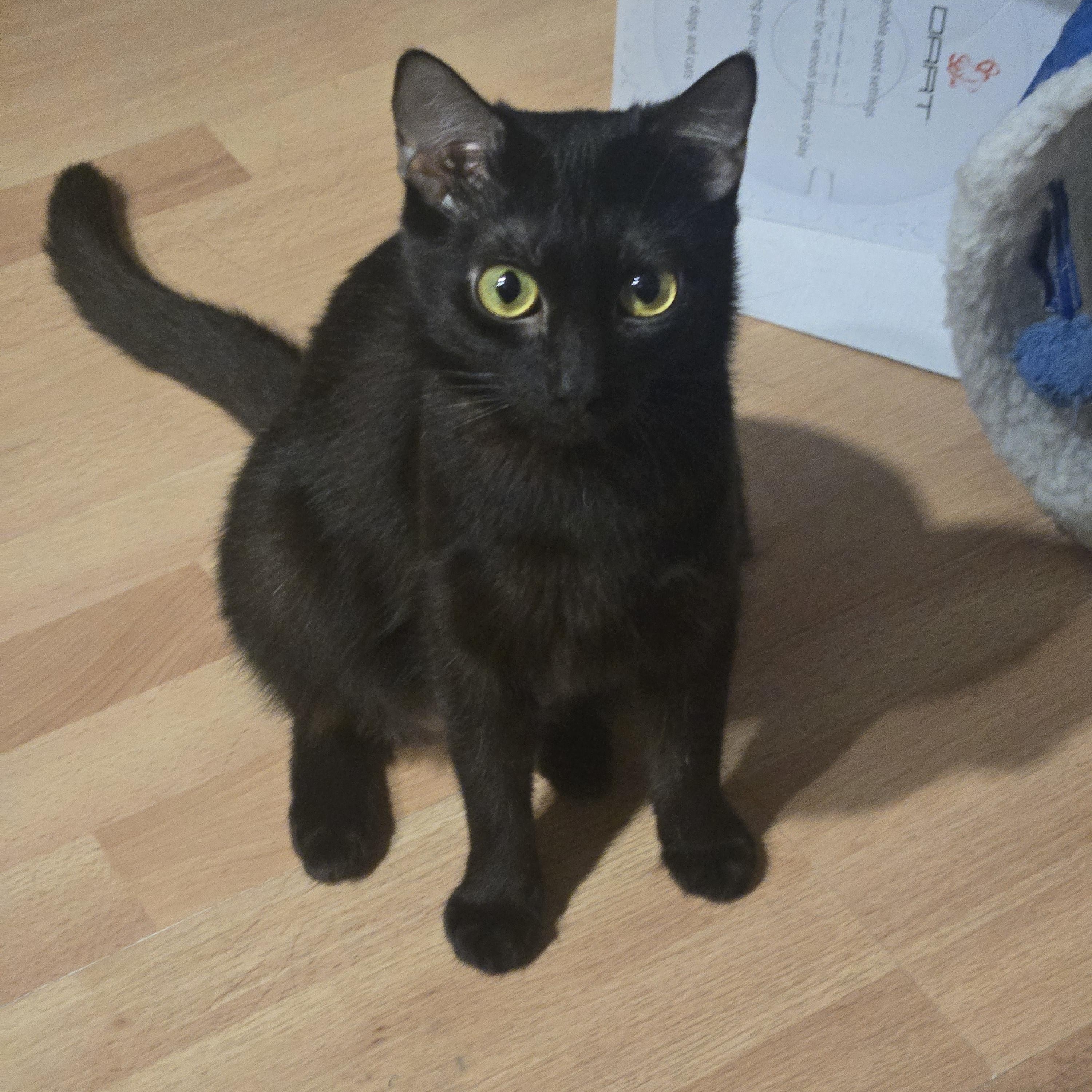 Enlarge Denise , a ADOPTABLE mixed breed in Redondo Beach, CA image 5/5