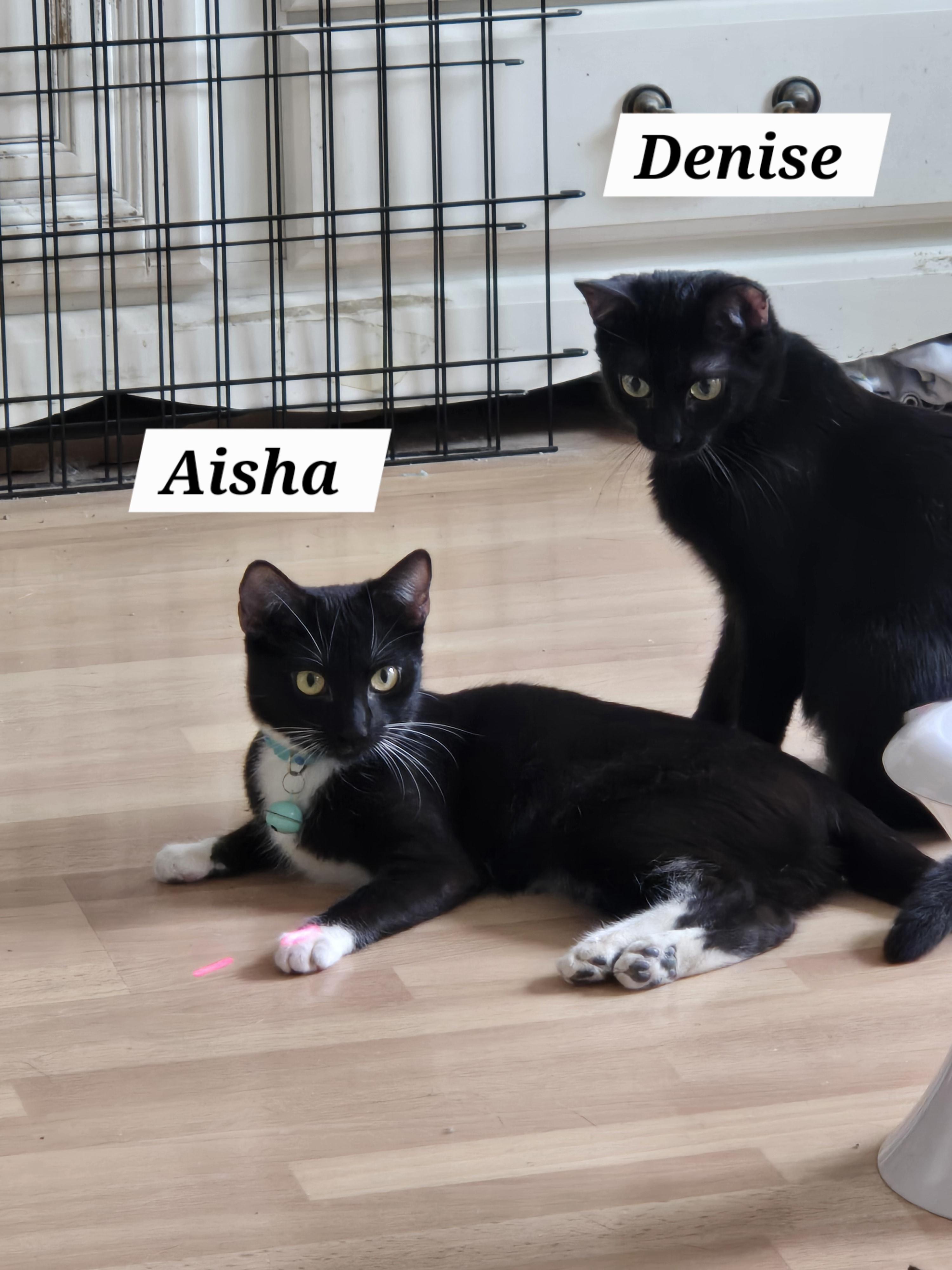 Enlarge Denise , a ADOPTABLE mixed breed in Redondo Beach, CA image 5/6