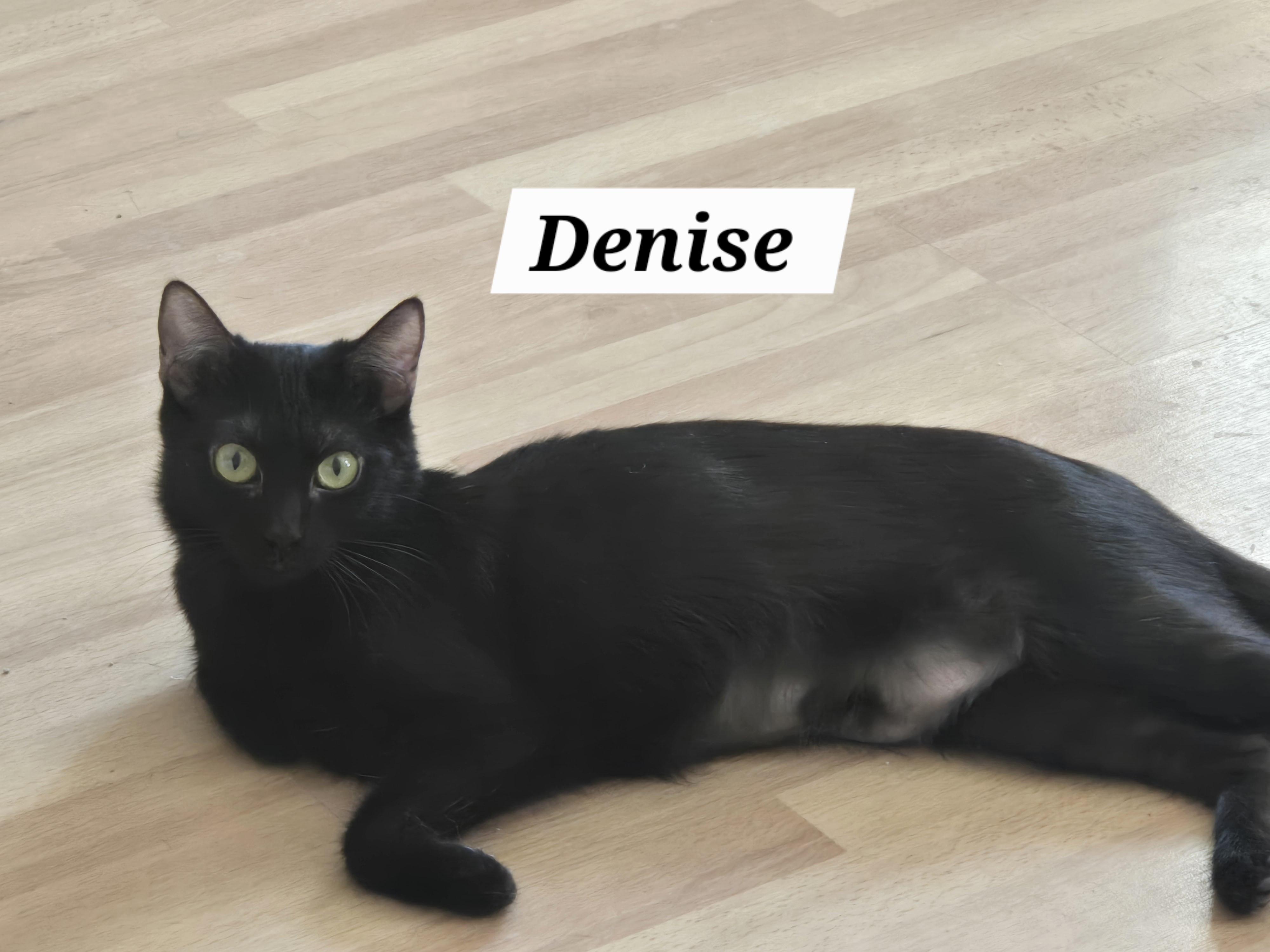Enlarge Denise , a ADOPTABLE mixed breed in Redondo Beach, CA image 3/5