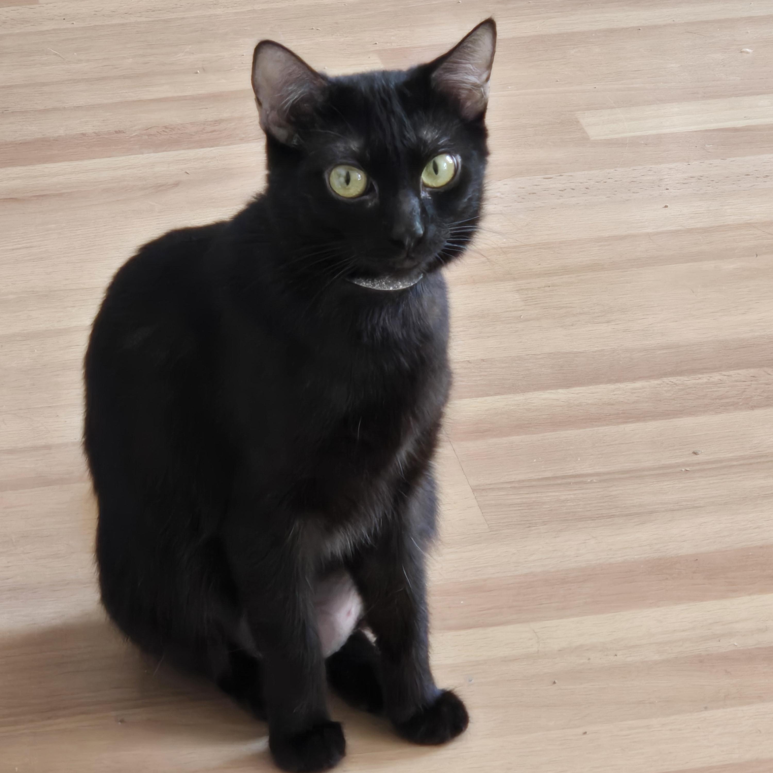 Enlarge Denise , a ADOPTABLE mixed breed in Redondo Beach, CA image 1/5