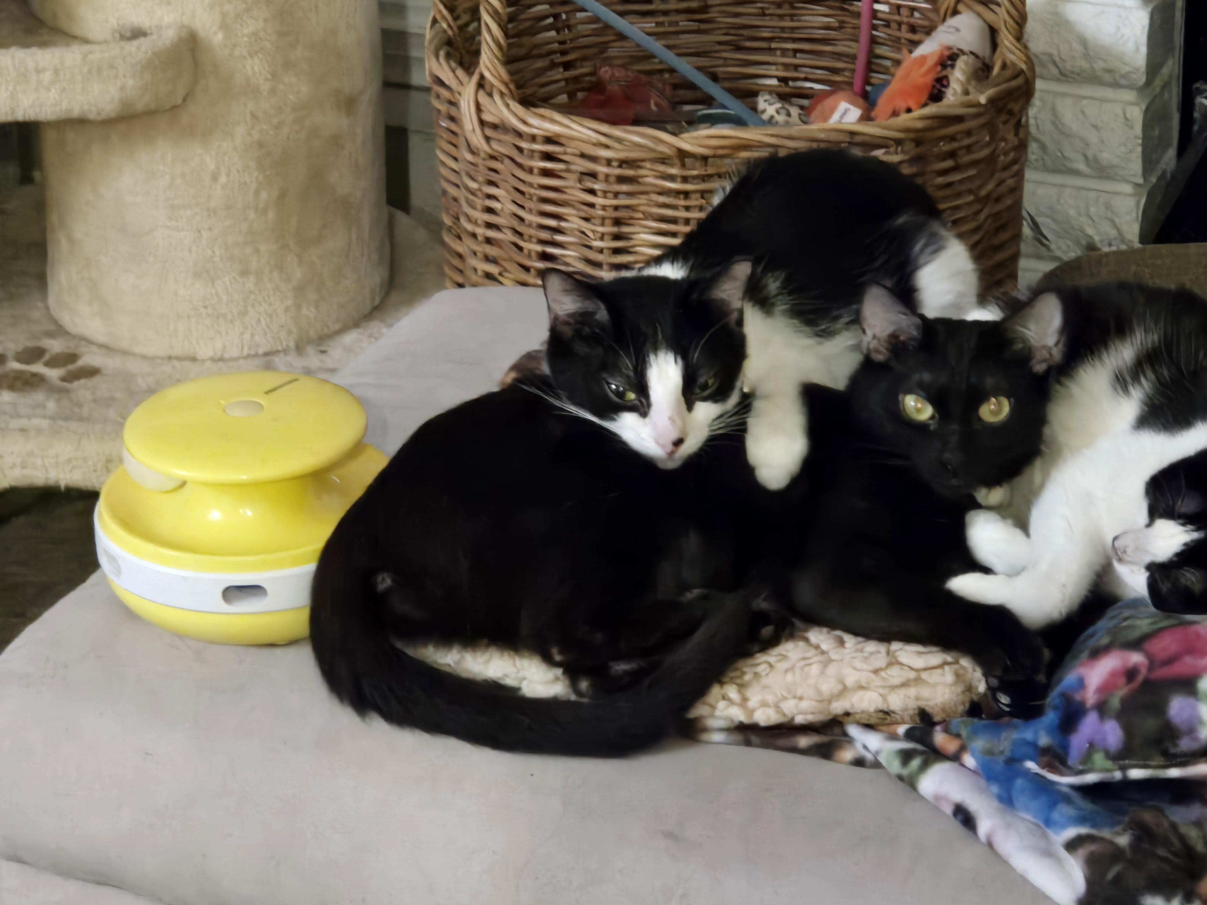 Enlarge Denise , a ADOPTABLE mixed breed in Redondo Beach, CA image 4/5