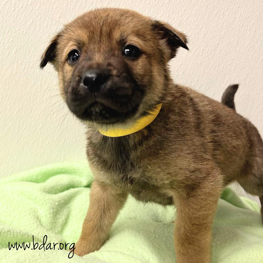 Enlarge Zander, a Adoptable mixed breed in Cheyenne, WY image 1/2