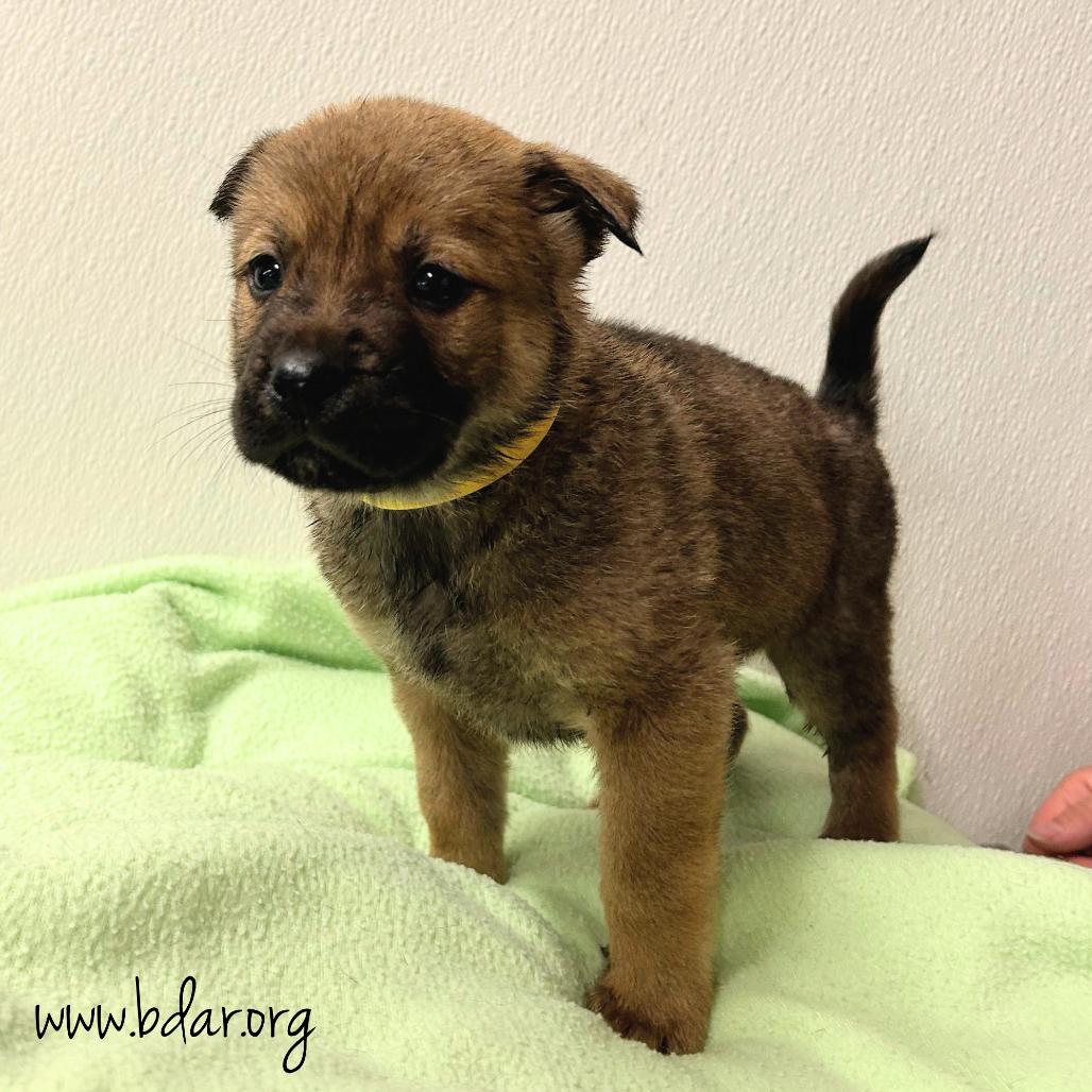 Enlarge Zander, a Adoptable mixed breed in Cheyenne, WY image 2/2
