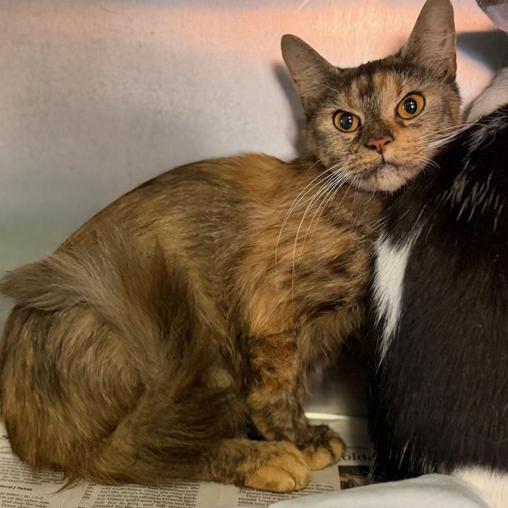 Enlarge Marmalade, a Adoptable mixed breed in Columbus, OH image 2/2