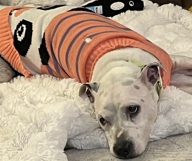 CHANEL* — thumbnail 2