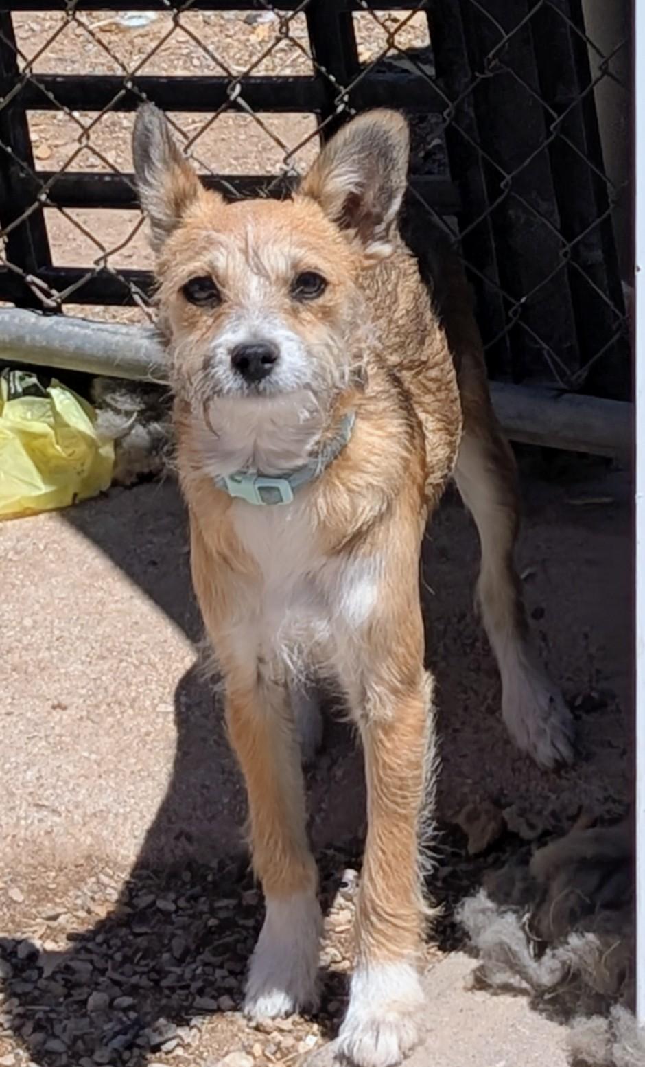 Enlarge Radar , a ADOPTABLE mixed breed in Saint David, AZ image 2/4