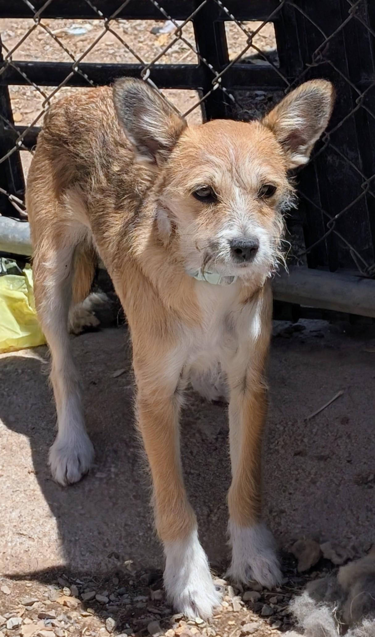 Enlarge Radar , a ADOPTABLE mixed breed in Saint David, AZ image 4/4