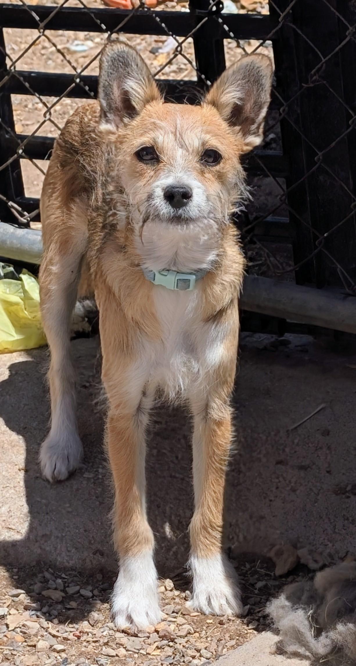 Enlarge Radar , a ADOPTABLE mixed breed in Saint David, AZ image 1/4