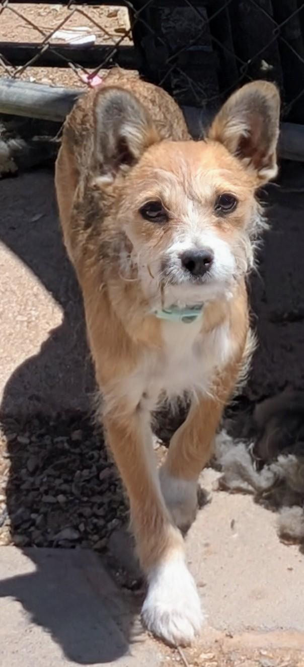 Enlarge Radar , a ADOPTABLE mixed breed in Saint David, AZ image 3/4