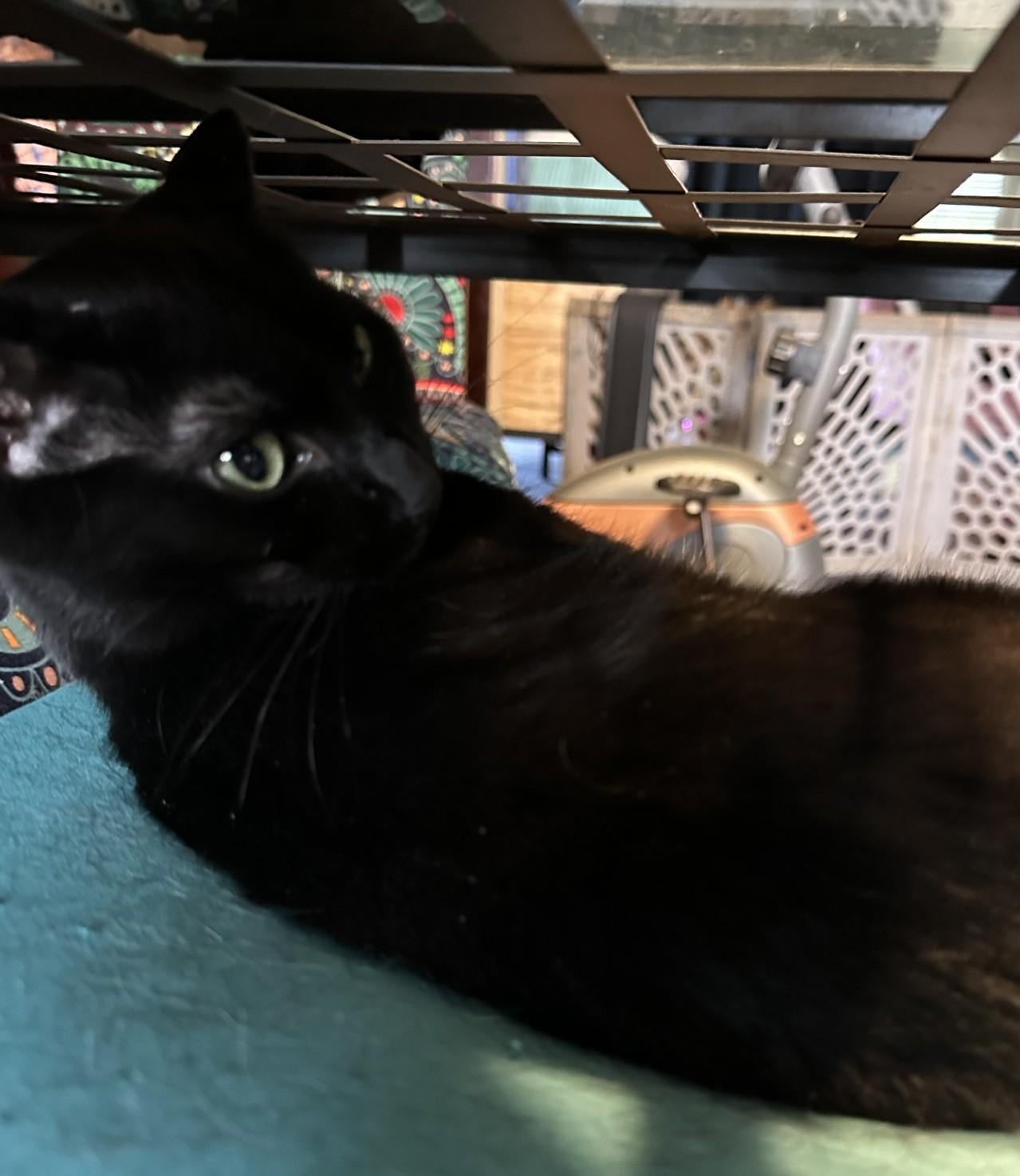 Enlarge Boyd (with Cupcake), an adopted Domestic Short Hair in Silverton, OR image 3/5