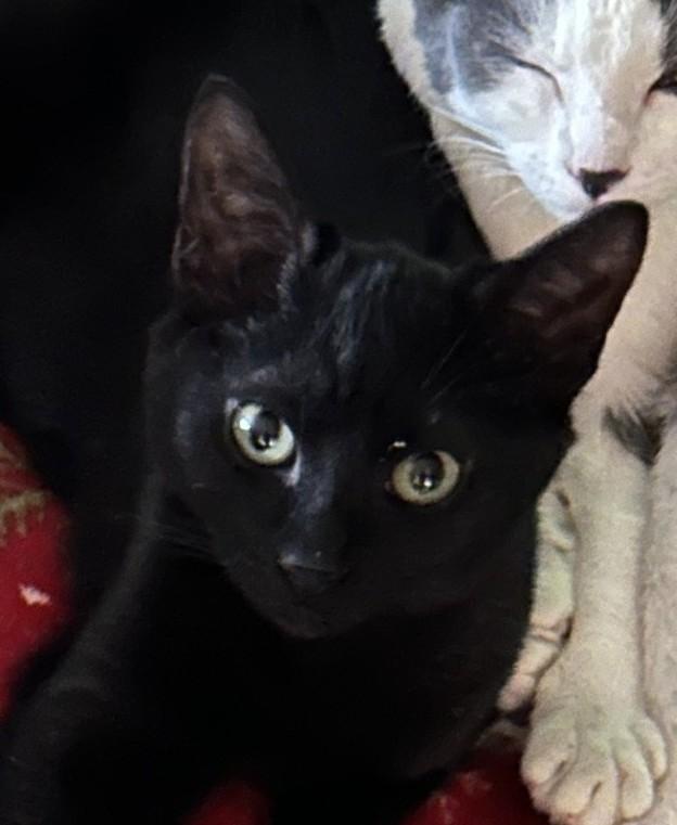 Enlarge Boyd (with Cupcake), an adopted Domestic Short Hair in Silverton, OR image 2/5
